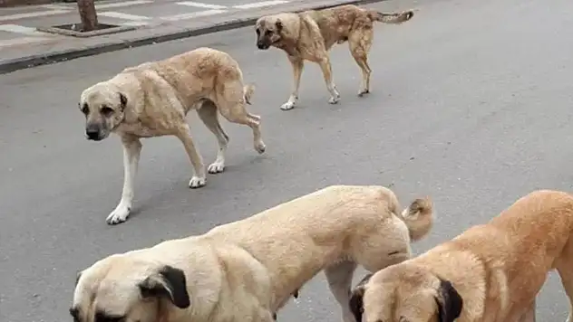 81 İLİN VALİLİĞİNE GÖNDERİLDİ: SAHİPSİZ KÖPEK BAŞINA CEZA KESİLECEK