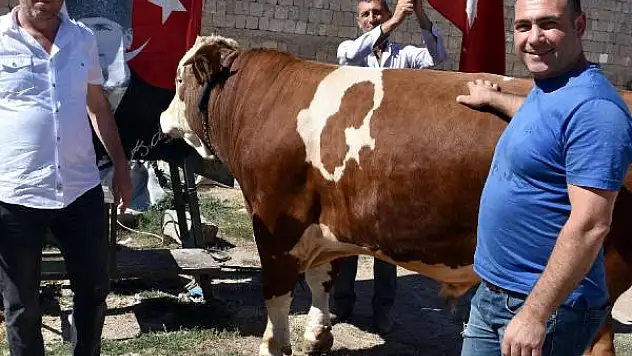 850 kiloluk ay-yıldızlı boğayı, Erdoğan'a hediye edecekler