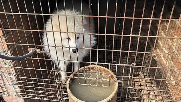 ADIM ADIM VAHŞET! ELEKTRİK VERİLEREK ÖLDÜRÜLÜP DERİLERİ YÜZÜLÜYOR