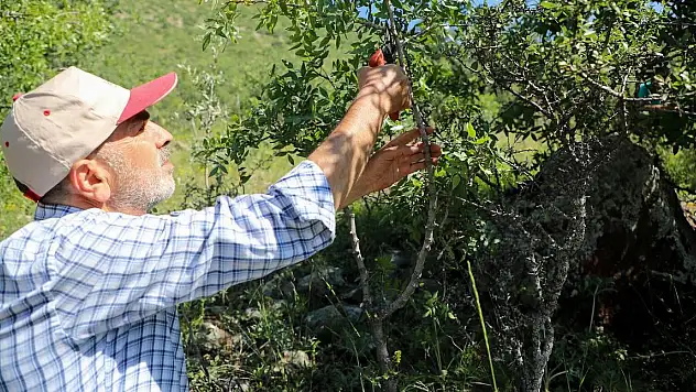 ALİ DAĞI'NDA ANTEP FISTIĞI YETİŞTİRİLECEK