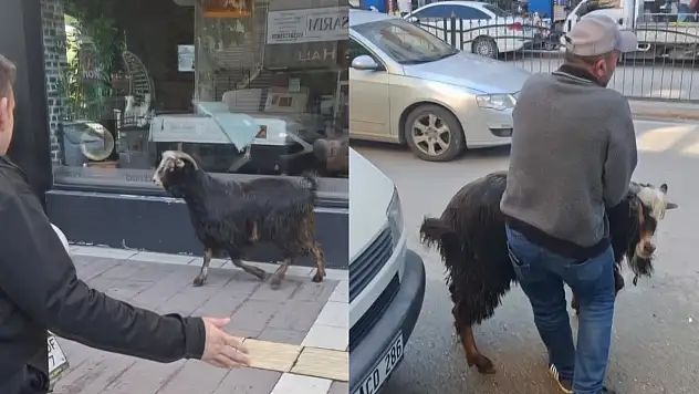 Amasya'da kurbanlık keçi kaçtı, vatandaş kovaladı