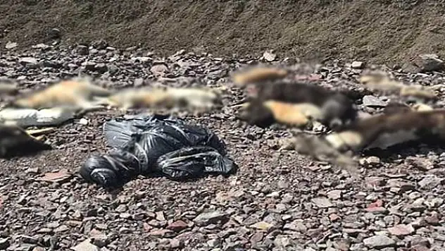 Ankara'da Boş Arazide Onlarca Köpeğin Cesedi Bulundu
