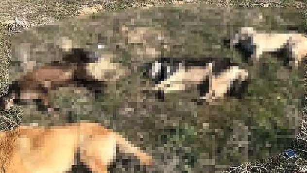 Ankara'da Katliam Devam Ediyor! 7 Köpek Zehirli Sosislerle Telef Edildi