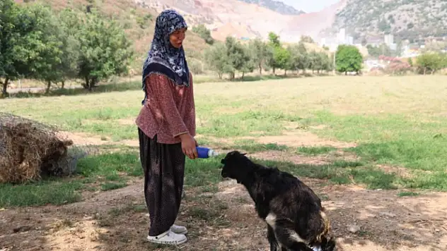Annesinin reddettiği oğlak, anne sevgisini Hayriye teyzenin yanında buldu