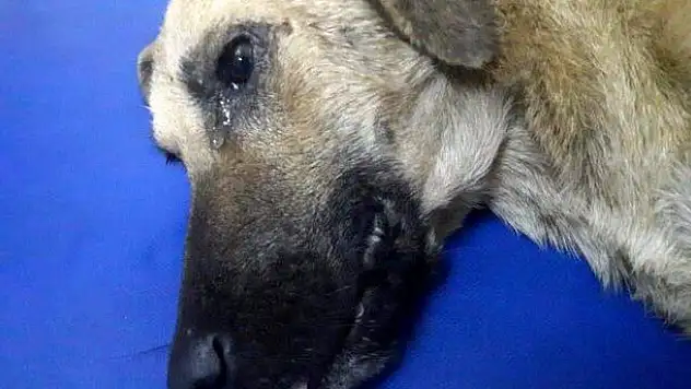 ARABA ÇARPAN KÖPEĞİN AĞLAMASI YÜREK BURKTU