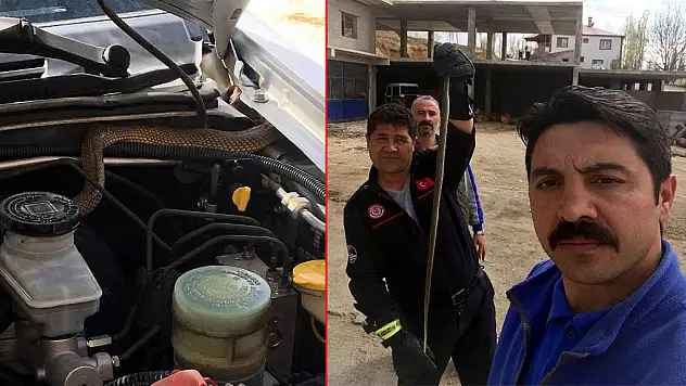 Aracın motoruna yılan girdi
