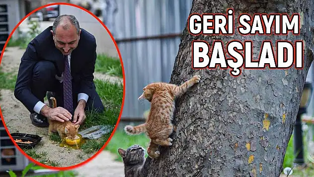 BAKAN GÜL'DEN HAYVANLARI KORUYACAK YENİ YASAL DÜZENLEME MESAJI