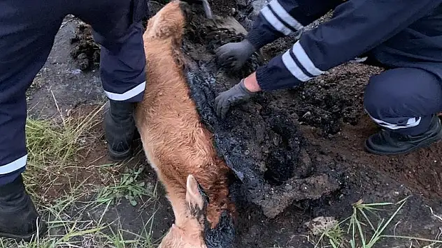 Bataklığa saplanan buzağı güçlükle kurtarıldı!
