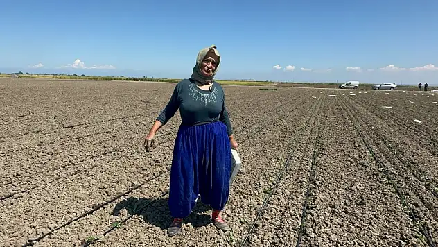 Belindeki 8 platinle tarlada ekmeğini kazanıyor