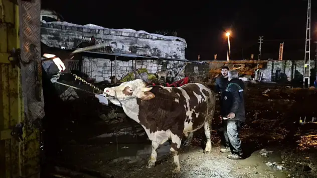 Boğazköprü'yü sel vurdu: Hayvanlar tahliye edildi