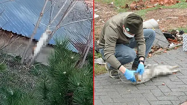 BUNUN ADI VAHŞET! OKUL BAHÇESİNDE AĞACA ASILI KEDİ BULUNDU