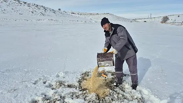 Bünyan'da sokak hayvanlarına yem ve mama desteği