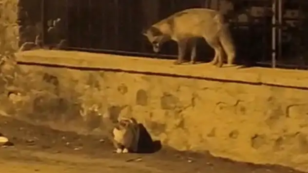 Bünyan'da tilki ile kedinin karşılaşması kaçışla sonlandı