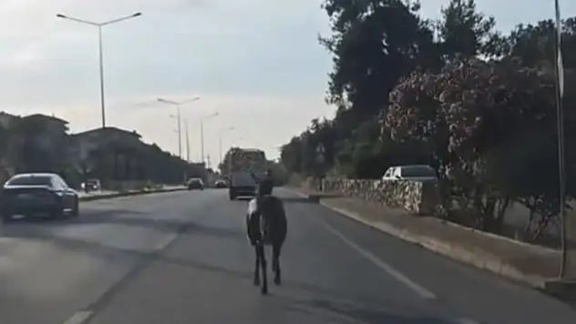Bursa'da başıboş at ana yolda trafiği tehlikeye attı
