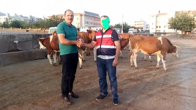 ÇALINAN İNEKLERİ TEK TEK TOPLATTI , SAHİBİNE TESLİM ETTİ