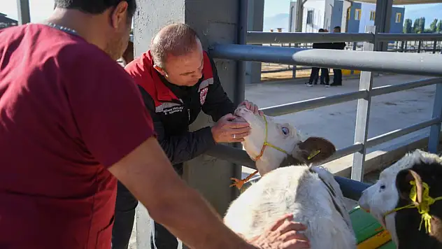 Canlı hayvan pazarı açıldı, denetimler başladı