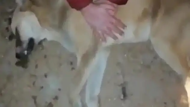 ÇAY'DAKİ HAYVAN BARINAĞINDA DEHŞETE DÜŞÜREN GÖRÜNTÜLER