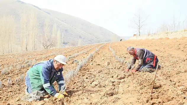DEVELİ'DE LAVANTA TARLASINDA BAHAR EKİMİ BAŞLADI