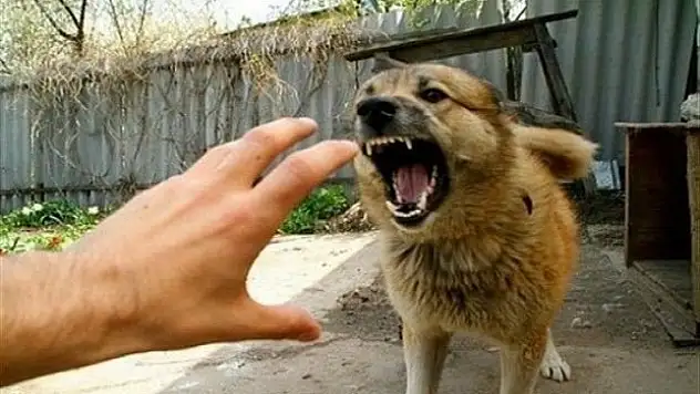 Dikkat! Köpek saldırıları artabilir! Tedbir alınmazsa çok kötü...