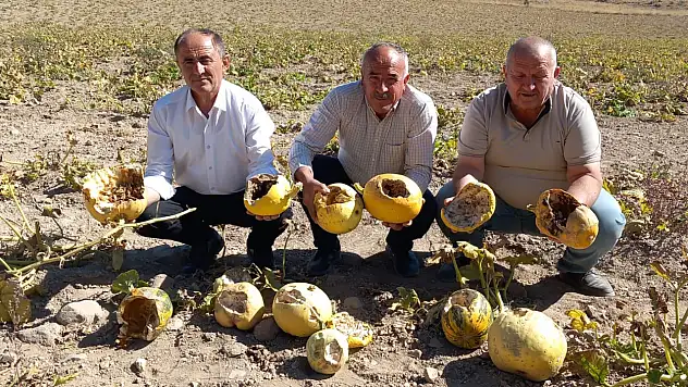 Domuz sürüsü 47 dönüm kabak tarlasını yok etti: Üretici çaresiz