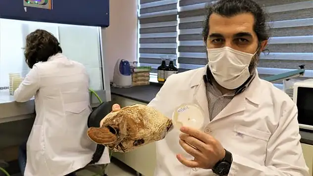 DÜZCE ÜNİVERSİTESİ, 'ÖLÜMSÜZLÜK MANTARINI' ÜRETMEYİ BAŞARDI