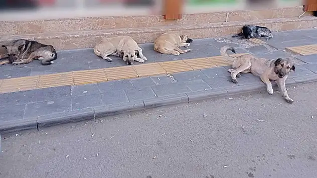 ERKİLET BÖLGESİNDE BAŞIBOŞ KÖPEK TEDİRGİNLİĞİ