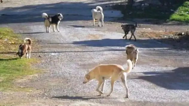 ERKİLET'İN SAHİPSİZ KÖPEKLERLE BAŞI DERTTE