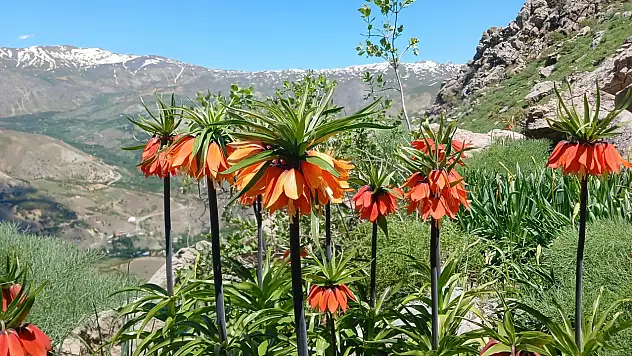 Hakkari'de 2 bin 700 rakımda ters laleler görüntülendi