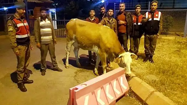 Hayvan hırsızları yakalandı
