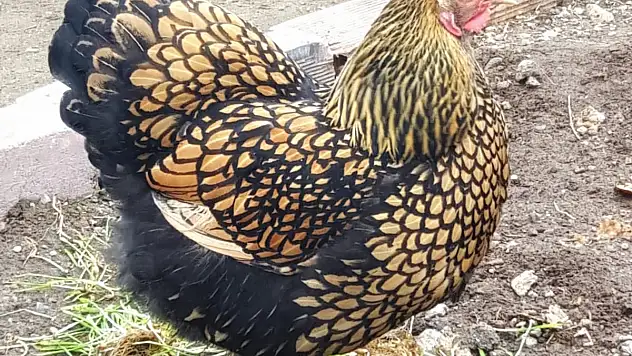 HOBİ OLARAK BAŞLADI, YAN MESLEK OLARAK DEVAM EDİYOR
