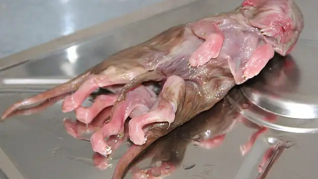 İKİ VÜCUTLU DOĞAN KEDİ GÖRENLERİ ŞAŞIRTTI