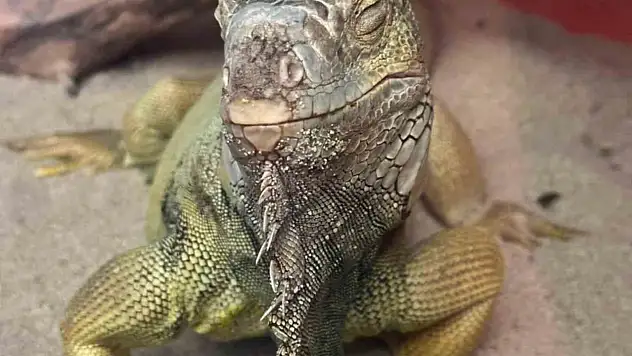 İstanbul'da bir evden tarantula, yılan, akrep, iguana, Afrika dev salyangozları çıktı