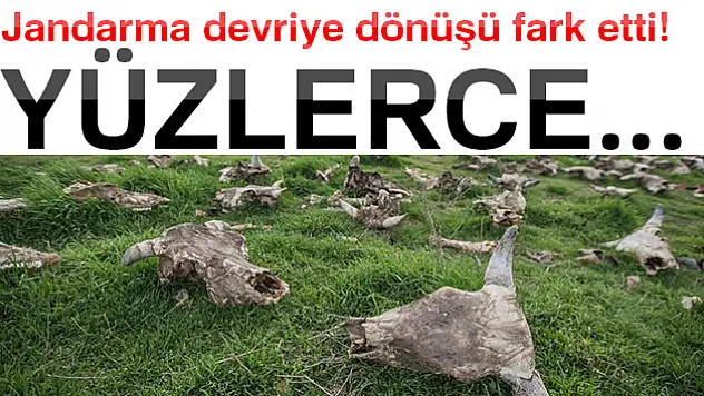 Jandarma devriye dönüşü fark etti! Yüzlerce...
