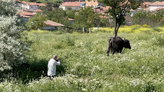 Kaçan kurbanlığın saldırısından bodruma sığınarak kurtuldu