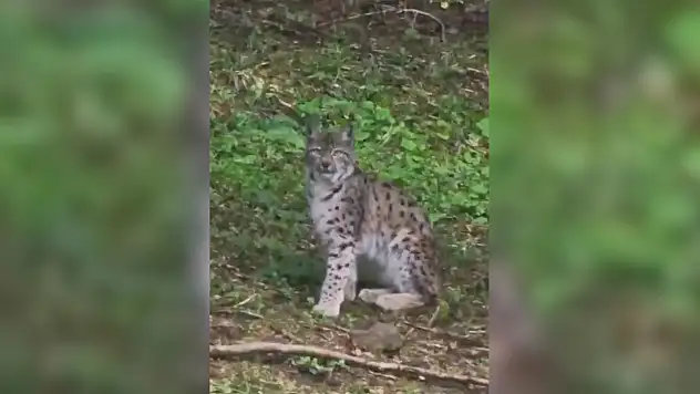 Kastamonu'da vaşak görüntülendi