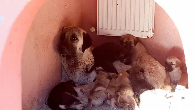 KAYSERİ BÜYÜKŞEHİR, EZİYET EDİLEN KÖPEĞE VE YAVRULARINA SAHİP ÇIKTI
