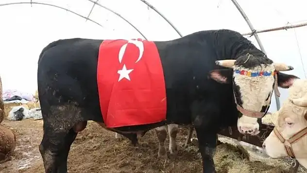 Kayseri'de 1 ton ağırlığındaki 'Paşa' 420 bin TL'ye alıcı buldu