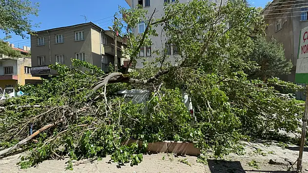 Kayseri'de dut ağacı minibüsün üzerine devrildi