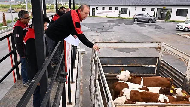 Kayseri'de Kurban Bayramı öncesi hayvan sevklerine sıkı denetim