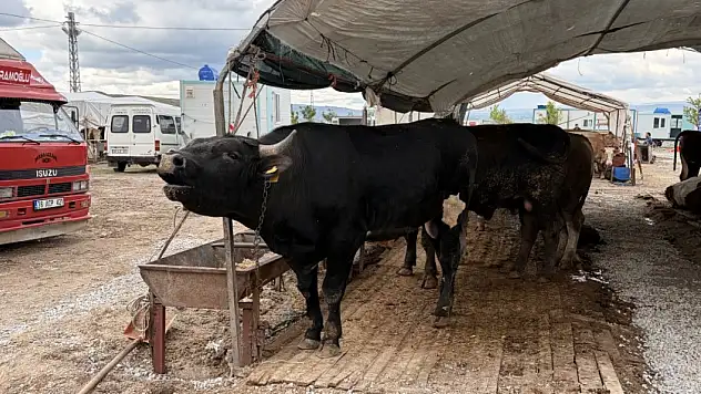 Kayseri'de kurban pazarlarında pazarlıklar kızıştı