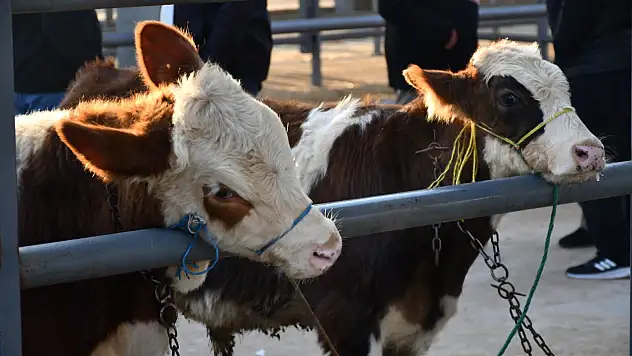 Kayseri'de kurbanlık tavsiye fiyatları açıklandı