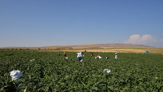 Kayseri tarım ve hayvancılıkta en fazla onay alan il oldu