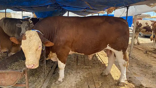 KAYSERİ'DE 1 TON 180 KİLOGRAMLIK ŞAMPİYON, ALICISINI BEKLİYOR