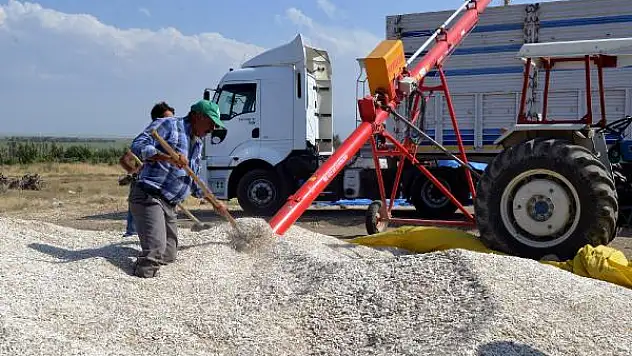 Kayseri'de çerezlik ay çekirdeğinin başfiyatı belirlendi