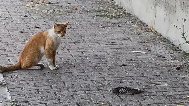 Kedi ile yılanın kavgası kameraya yansıdı
