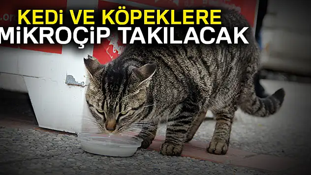 Kedi ve köpeklere mikroçip takılacak