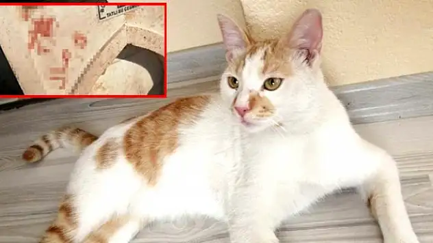 KEDİYE İŞKENCE YAPIP KANIYLA ÇEŞMEYE YAZI YAZDILAR