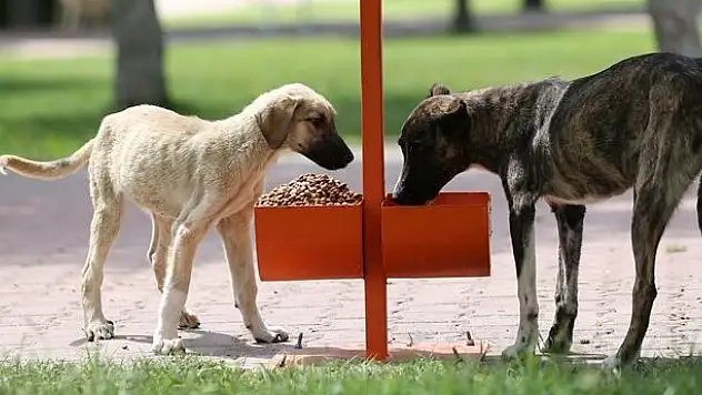 KOCASİNAN BELEDİYESİ'NDEN SOKAK HAYVANLARINA YEM VE MAMA TAKVİYESİ