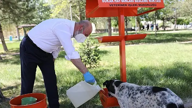 KOCASİNAN'DA HAYAT TÜM CANLILAR İÇİN DEĞERLİ