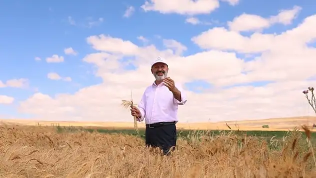 KOCASİNAN'DA ÜRÜNLER HASADA HAZIRLANIYOR
